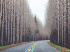 -黄海国家森林公园