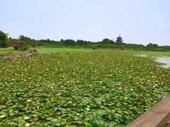 -上海海湾国家森林公园