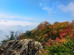 -王顺山国家森林公园
