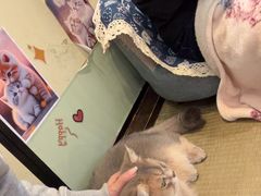 -逗柴咖啡屋·狗咖猫咖宠物桌游