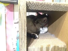-小时光咖啡馆(开森度假森林店)