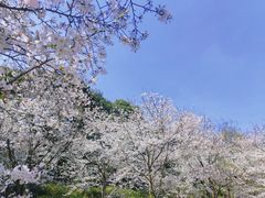 -苏州上方山国家森林公园