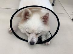 -怪兽屋·羊驼·猫咖·狗咖(俊华广场店)