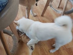 -柴犬高等学院·狗咖·柴犬售卖·宠物训练