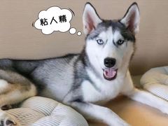 -Husky Go! 哈士奇体验馆·宠物咖啡厅狗咖