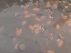 -顺德职业技术大学
