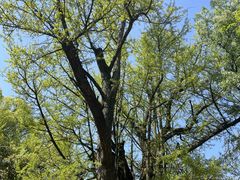 -西湖风景区十里琅珰-五云山