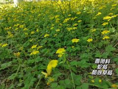 -大兴滨河森林公园