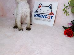 -十年猫舍·猫咪专门店(普陀店)