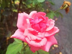 -亚龙湾国际玫瑰谷