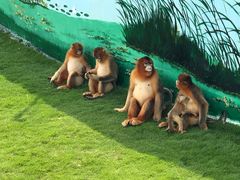 -西霞口神雕山野生动物世界