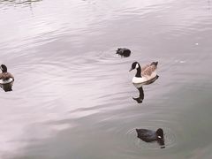 -海德公园