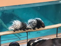 -清迈夜间动物园