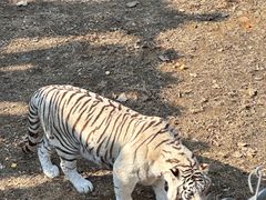 -石家庄市动物园