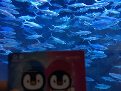 -成都浩海立方海洋公园