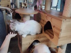 -more than meow吴止猫主题餐厅(承德 中船汇店)