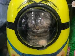 -Bastet sally猫舍购宠(静安店)