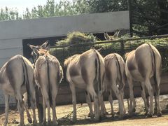 -青藏高原野生动物园