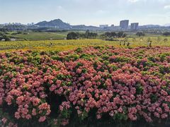 -光明小镇欢乐田园