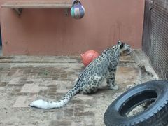 -青藏高原野生动物园