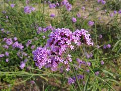 -北京东方普罗旺斯薰衣草庄园