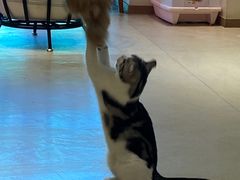 -藏猫猫咖啡主题馆(中央大道店)