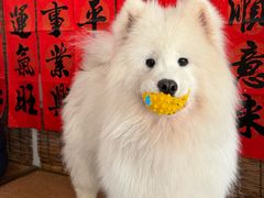 -星多哈·狗咖·拼豆·咖啡