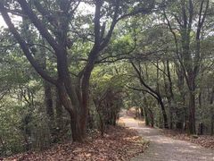 -西湖风景区十里琅珰-五云山