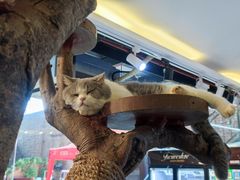 -more than meow吴止猫主题餐厅(承德 中船汇店)