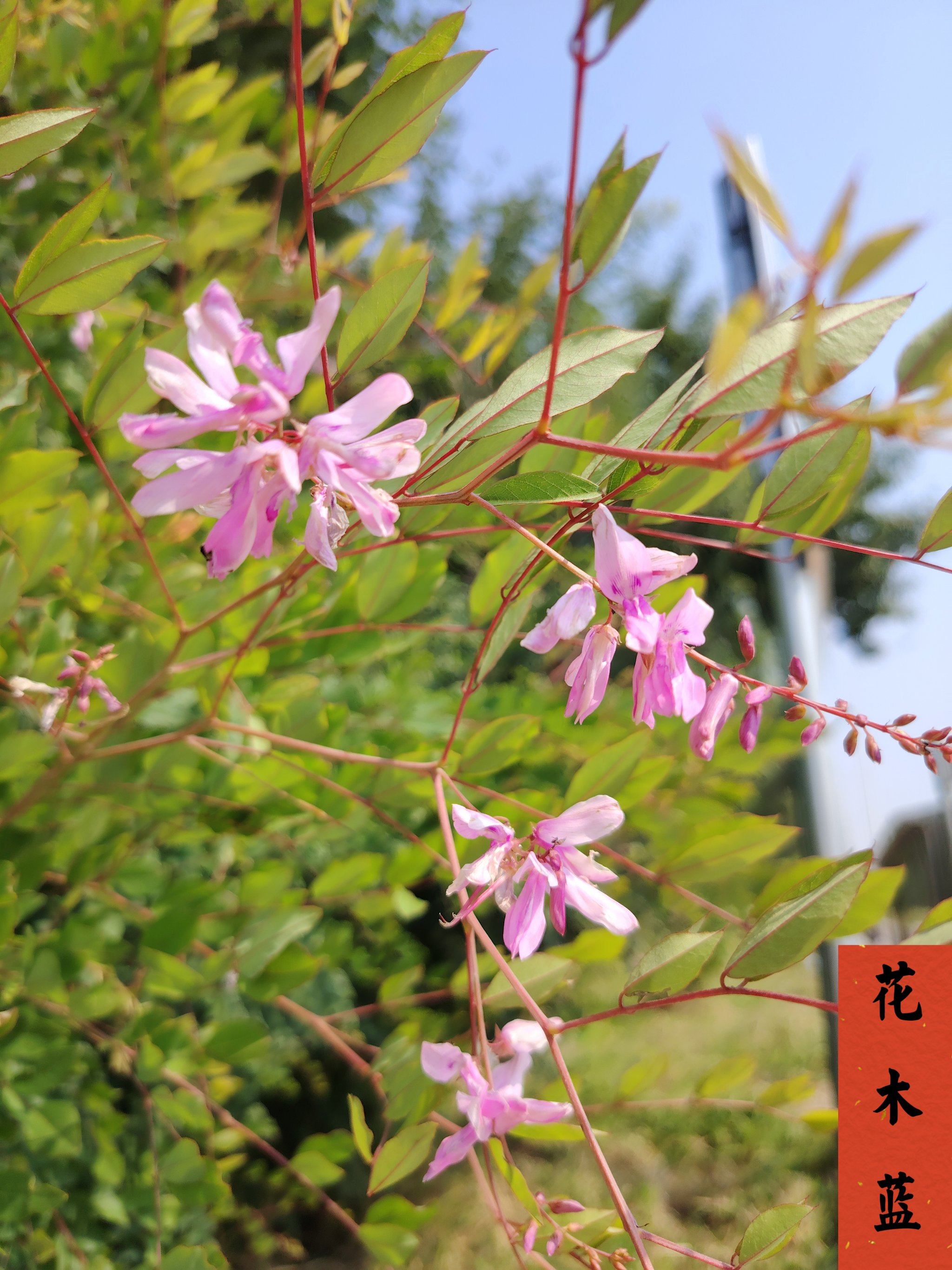 杉木花的花语图片