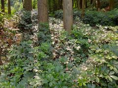 -火炉山森林公园