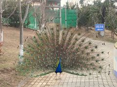 -西霞口神雕山野生动物世界