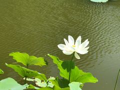 -东郊湿地公园