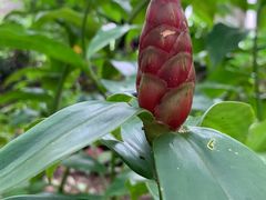-中国科学院西双版纳热带植物园