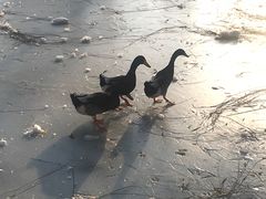 -丰台花园