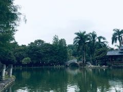 -金花茶公园