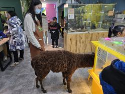 -神奇动物撸宠馆·羊驼·小浣熊·异宠(豫园店)