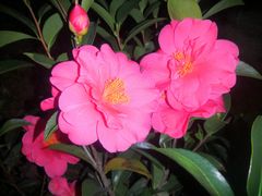 -深圳国际园林花卉博览园