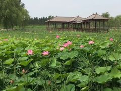 -杨柳青庄园