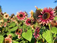 -花开海上生态园