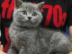 -瑞鹏宠物医院·爱宠堂·骨外专科(西荷分院)