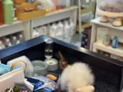 -宠小格时尚宠物生活馆(唐镇店)