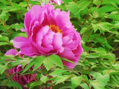 -莲花池公园