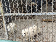 -哈尔滨北方森林动物园