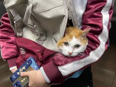 -北京观赏动物医院·24小时大型综合·猫专科·异宠专科