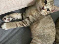 -创凡宠物医院·骨专科  猫科中心(西乡分院)