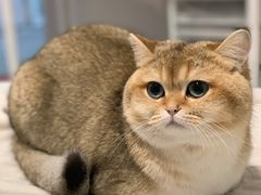 -东方名猫馆·英短金渐层布偶猫舍(环线广场1号楼店)