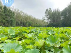 -合肥滨湖国家森林公园