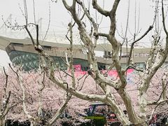 -樱苑(四川北路店)