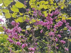 -铁山坪森林公园